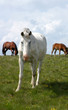 Photo: Wild horses in Romanian mountain Rodna. Wild horses in Romanian mountain Rodna.