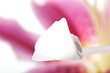 Creme mit Blume Creme mit Blume