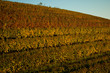 Autumn vineyard landscape