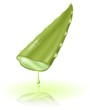 aloe vera foglia  con succo