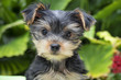 Junger Yorkshire Terrier - Rassehund Yorkshire Terrier Welpe Junger Yorkshire Terrier - Rassehund Yorkshire Terrier Welpe