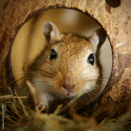 Foto: Gerbil im Kokosnusshaus Gerbil im Kokosnusshaus