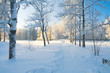 Winter park in snow Winter park in snow