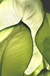 Aglaonema Cecilia in Morning Light