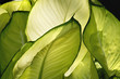Aglaonema Cecilia