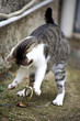Foto: gatto a caccia gatto a caccia