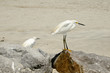 Immature Snow Egrets (Egretta Thula) Immature Snow Egrets (Egretta Thula)