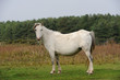 Foto: wild horse wild horse
