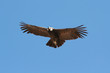 Photo: Condor flying through canyon Condor flying through canyon