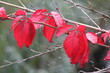 Herbstzweig Herbstzweig