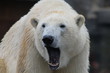 Photo: Ein gähnender Eisbär Ein gähnender Eisbär