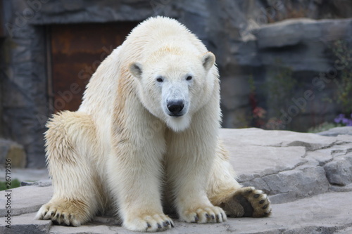 Photo: Ein Eisbär sitzt auf seinem Hintern Ein Eisbär sitzt auf seinem Hintern
