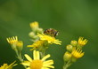 Insectes