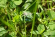 Reptiles