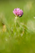 fleur trèfle commun jardin rose banal herbe fleur trèfle commun jardin rose banal herbe
