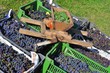 viticulture