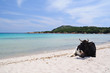 Cow on a Corisca beach Cow on a Corisca beach