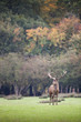 cerf brame mammifère cervidé forêt chasse