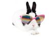 Foto: rabbit in Sunglasses rabbit in Sunglasses
