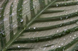 Water drops on a leaf