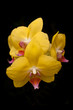 Yellow orchids on a black background