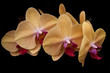 Orchids on a black background