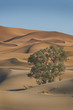 Oase in der Wüste, Marokko, Sahara Oase in der Wüste, Marokko, Sahara