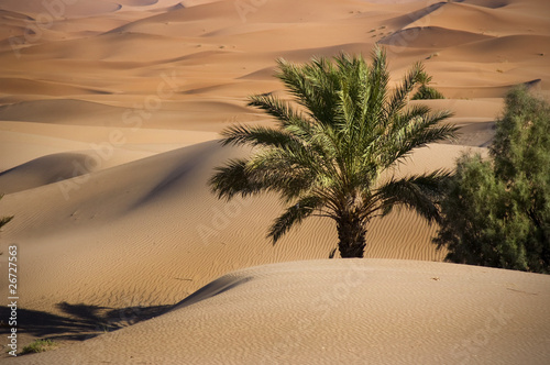 Foto: Oase in der Wüste, Marokko, Sahara Oase in der Wüste, Marokko, Sahara
