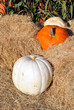 Still life of white and orange pumpkins over a bed of straw