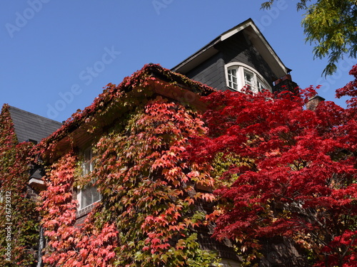 Photo: Japanese maple tree and vine covered house in fall Japanese maple tree and vine covered house in fall