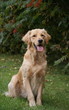 Chien