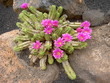 Kaktus im Jardin de Cactus nahe Guatiza auf Lanzarote