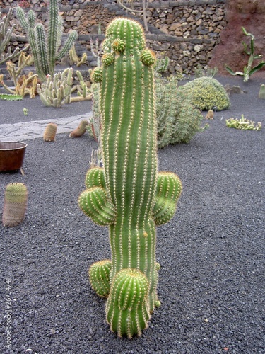 Photo: Kaktus im Jardin de Cactus nahe Guatiza auf Lanzarote Kaktus im Jardin de Cactus nahe Guatiza auf Lanzarote