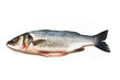 Loup de mer