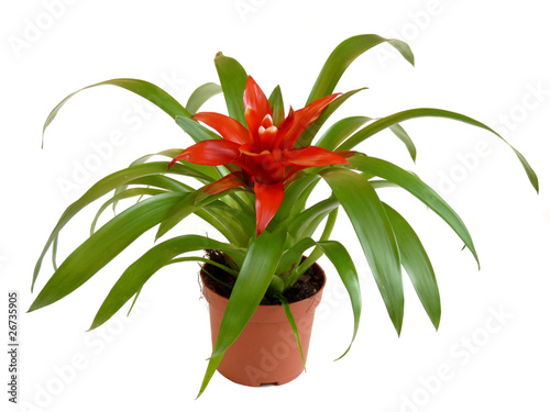 where in the usa can i buy tissue cultured bromeliads where in the usa can i buy tissue cultured bromeliads