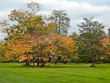 Autumn in London Park