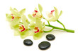 green orchids with massage stones