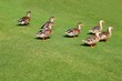flock of ducks walking in garden green grass