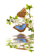 cherry branches with morpho and reflection