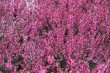 Bruyère d'Europe : fleur nationale de la Norvège