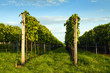 Beautiful view of the vineyards in Moravi