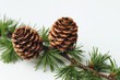 Fichte, Tanne, Tannenbaum.