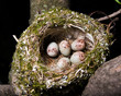 Nest. Fringilla coelebs, Chaffinch Nest. Fringilla coelebs, Chaffinch
