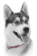 beautiful gazing,husky