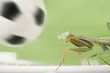 Mantis religiosa jugando al futbol 4