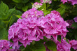 Hortensias