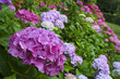 Hortensias