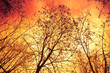 Photo: Fire in forest Fire in forest