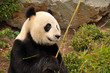 Smiling giant panda in the Adelaide Zoo