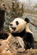 Giant panda in the Adelaide Zoo